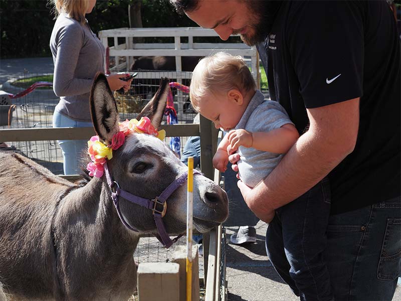 baby with donkey at petting zoo