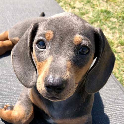 dachshund puppy laying down