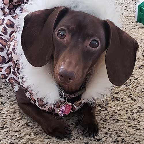 dachshund dog wearing leopard