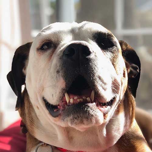betsy the english bulldog