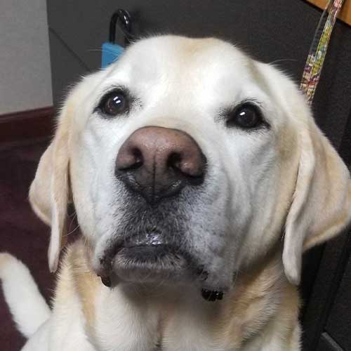 boogie the yellow lab