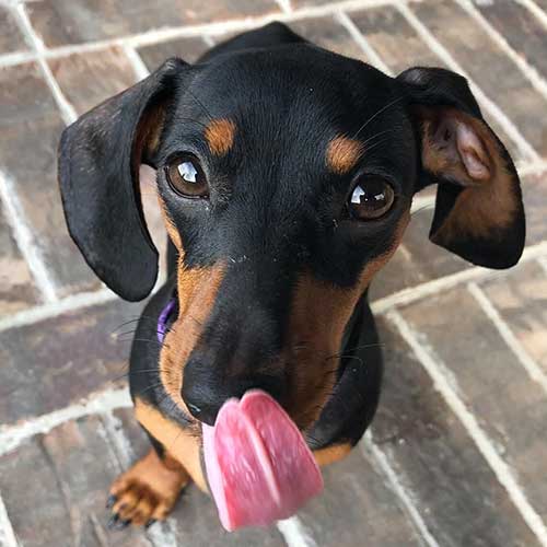 dachshund pup linking its nose