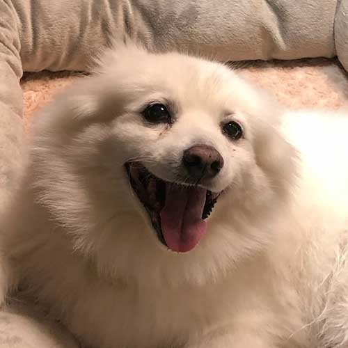 pom pup smiling on the couch