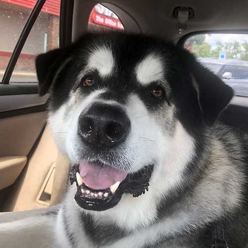 giant wolf dog in the car