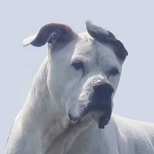 white dog with ears blown in the wind