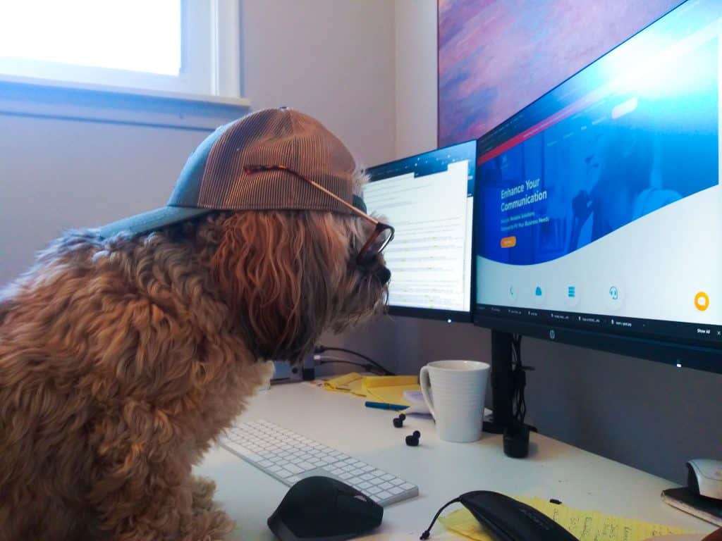 puppy dog wearing a backwards cap and glasses starting at a computer screen